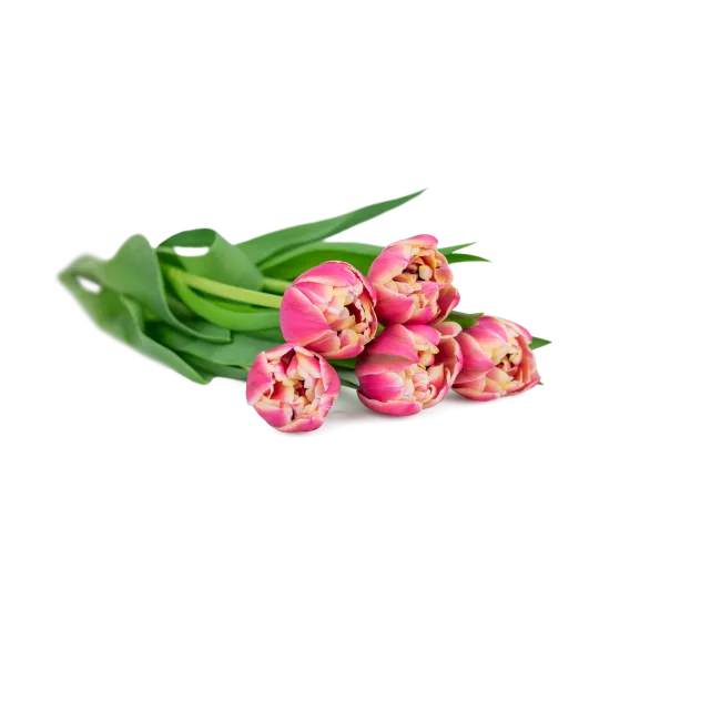 Tulipány plnokvěté na přání